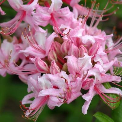 Rhododendron Northern Light hybrid Northern Hi-Lights