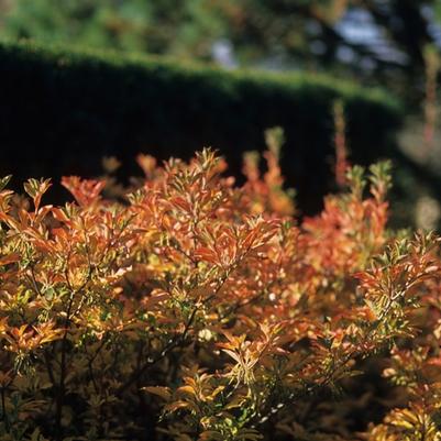 Rhododendron Northern Lights hybrid Rosy Lights