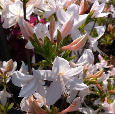 Rhododendron Northern Lights hybrid White Lights