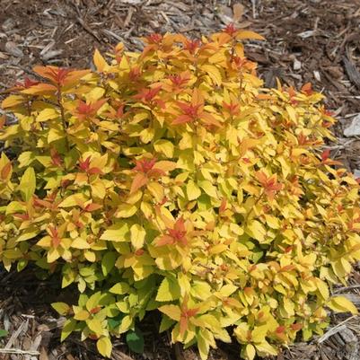 Spiraea japonica Double Play® Candy Corn®