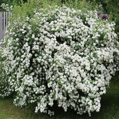 Spiraea x vanhouttei 