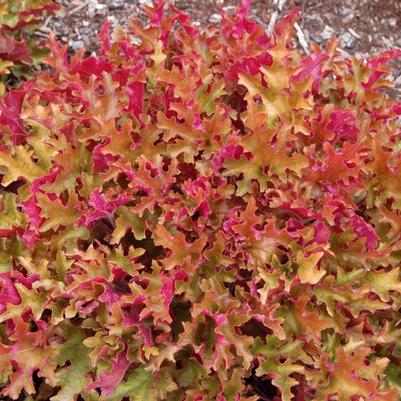 Heuchera Lime Marmalade™