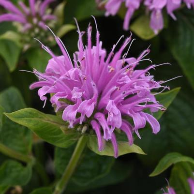 Monarda didyma BeeMine™ Lavender