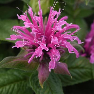 Monarda didyma BeeMine™ Pink