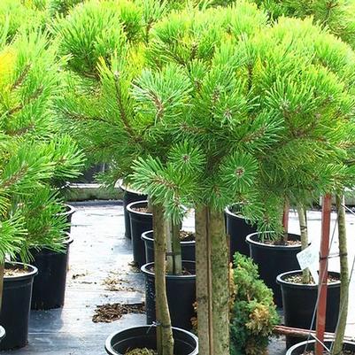 Pinus mugo Wintergold