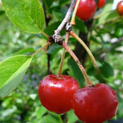 Prunus kerrasis Valentine