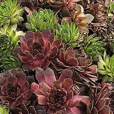 Sempervivum Assorted Mix 