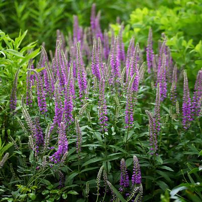 Veronica longifolia First Love