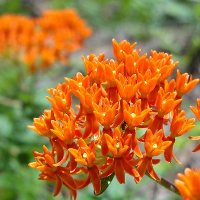 Asclepias tuberosa 