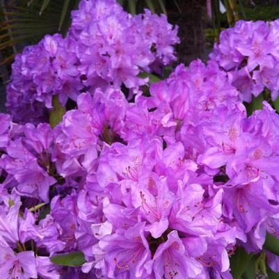 Rhododendron catawbiense Boursault