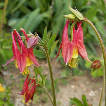 Aquilegia canadensis 