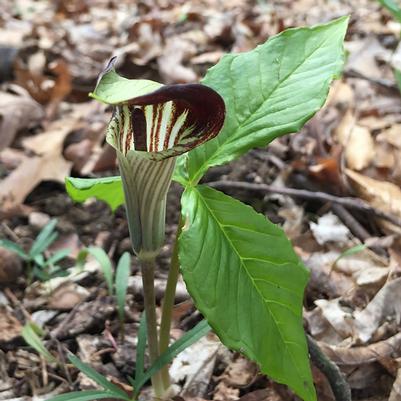 Arisaema triphyllum 