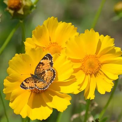 Coreopsis lanceolata 