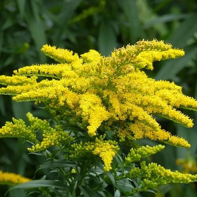 Solidago canadensis 