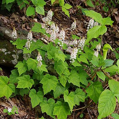 Tiarella cordifolia 