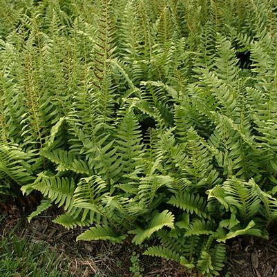 Athyrium x Ghost