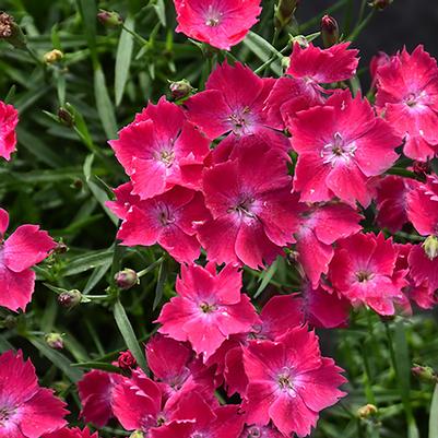 Dianthus Beauties® Kahori® Scarlet