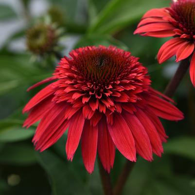 Echinacea Double Scoop™ Strawberry Deluxe