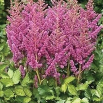 Astilbe chinensis Visions in Pink