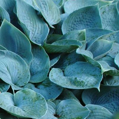 Hosta Hadspen Blue