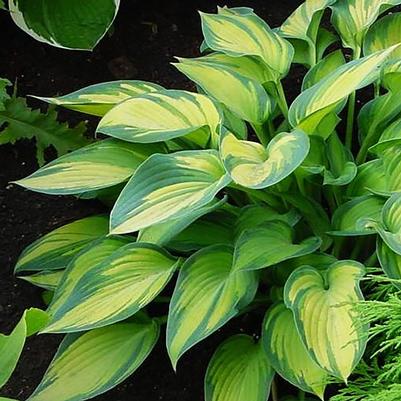 Hosta June