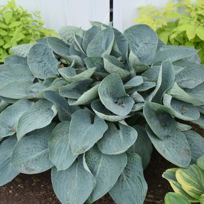 Hosta Shadowland® Above the Clouds