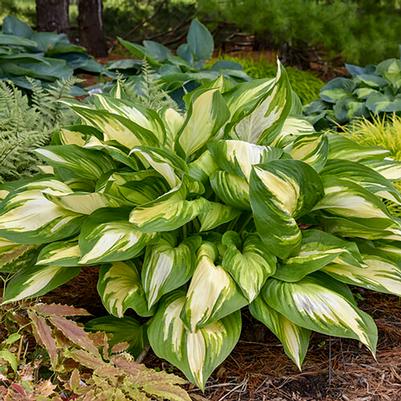 Hosta Shadowland® Miss America