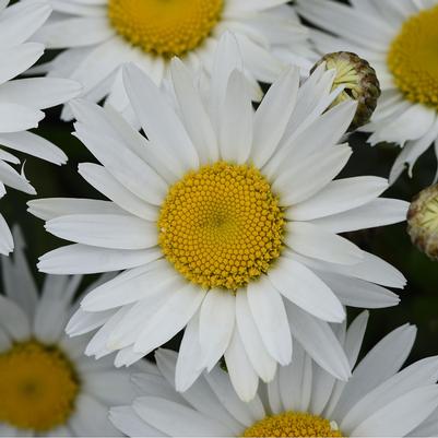 Leucanthemum x superbum Madonna