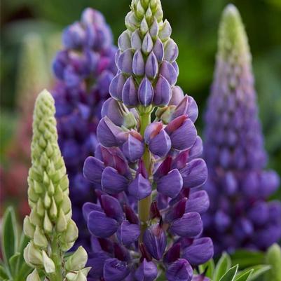 Lupinus polyphyllus Gallery Blue