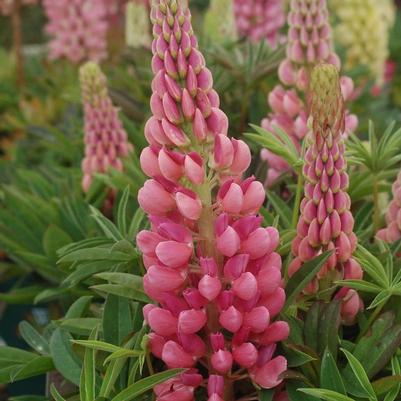 Lupinus polyphyllus Gallery Pink