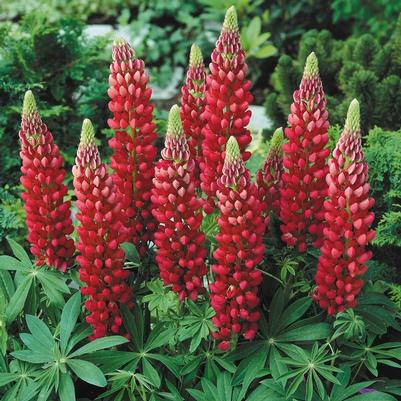 Lupinus polyphyllus Gallery Red