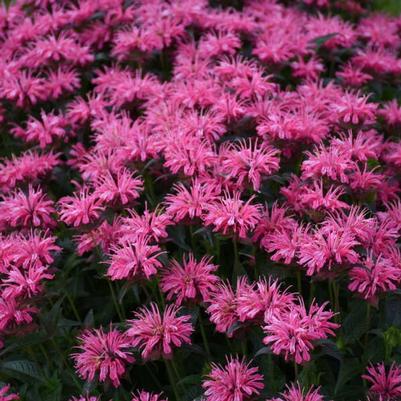 Monarda didyma Upscale™ Pink Chenille