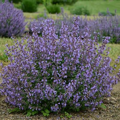 Nepeta x faassenii Kitten Around