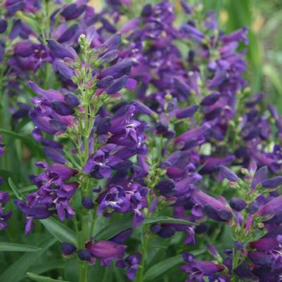 Penstemon Novapenpin Rock Candy® Purple Rock Candy®