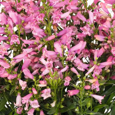 Penstemon barbatus Pristine Primrose