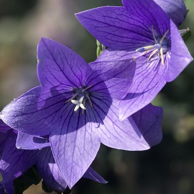 Platycodon grandiflorus Twinkle™ Twinkle™ Blue