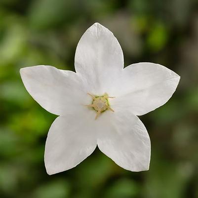 Platycodon grandiflorus Twinkle™ Twinkle™ White