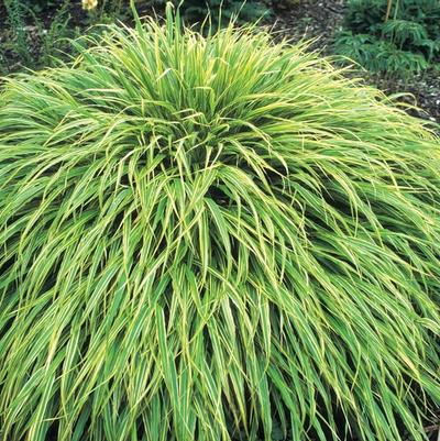 Hakonechloa macra Albo-Striata