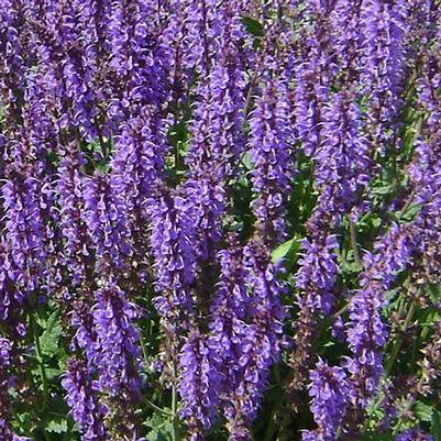 Salvia nemorosa Blue by You