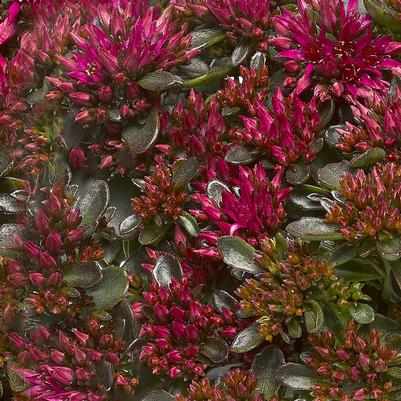 Sedum spurium Spot On™ Spot On™ Deep Rose