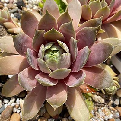 Sempervivum Lavender Ice