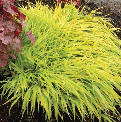 Hakonechloa macra All Gold