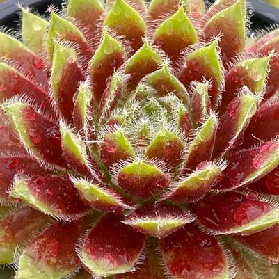 Sempervivum Chick Charms® Gold Dust™