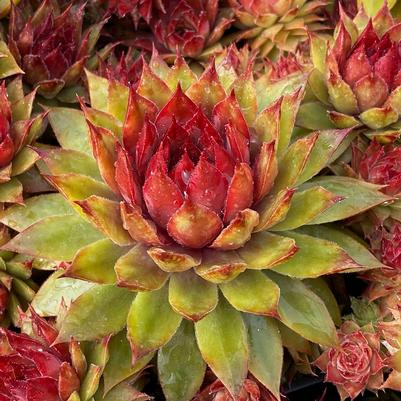 Sempervivum Chick Charms® Pineapple Paradise™