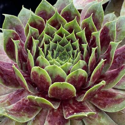 Sempervivum Chick Charms® Giant Emerald Explosion