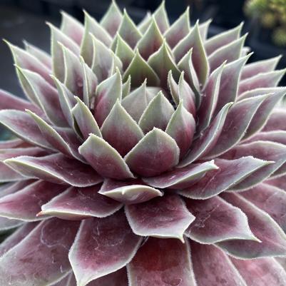 Sempervivum Chick Charms® Giant Glacier Blue