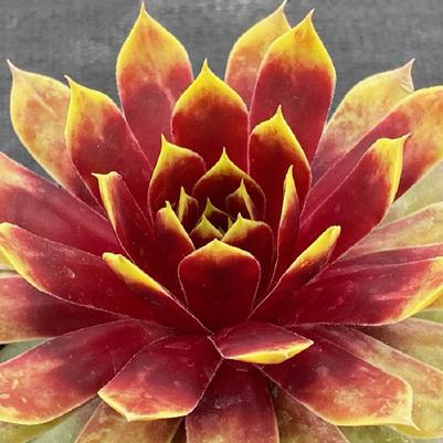 Sempervivum Chick Charms® Giant Gold Mine