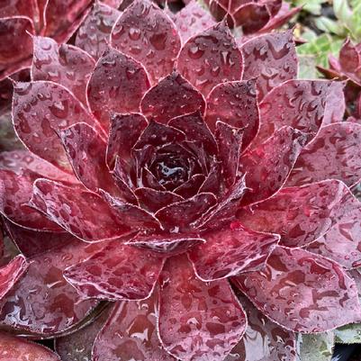 Sempervivum Chick Charms® Giant Maroon Mountain