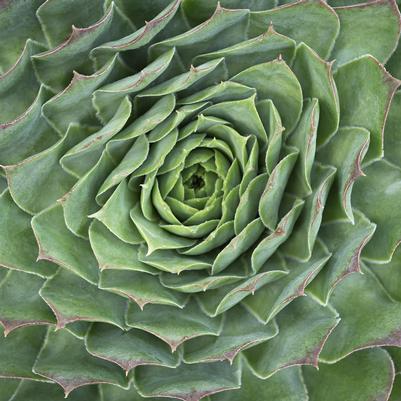 Sempervivum Supersemp® Emerald