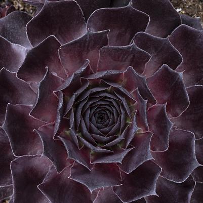 Sempervivum Supersemp® Onyx